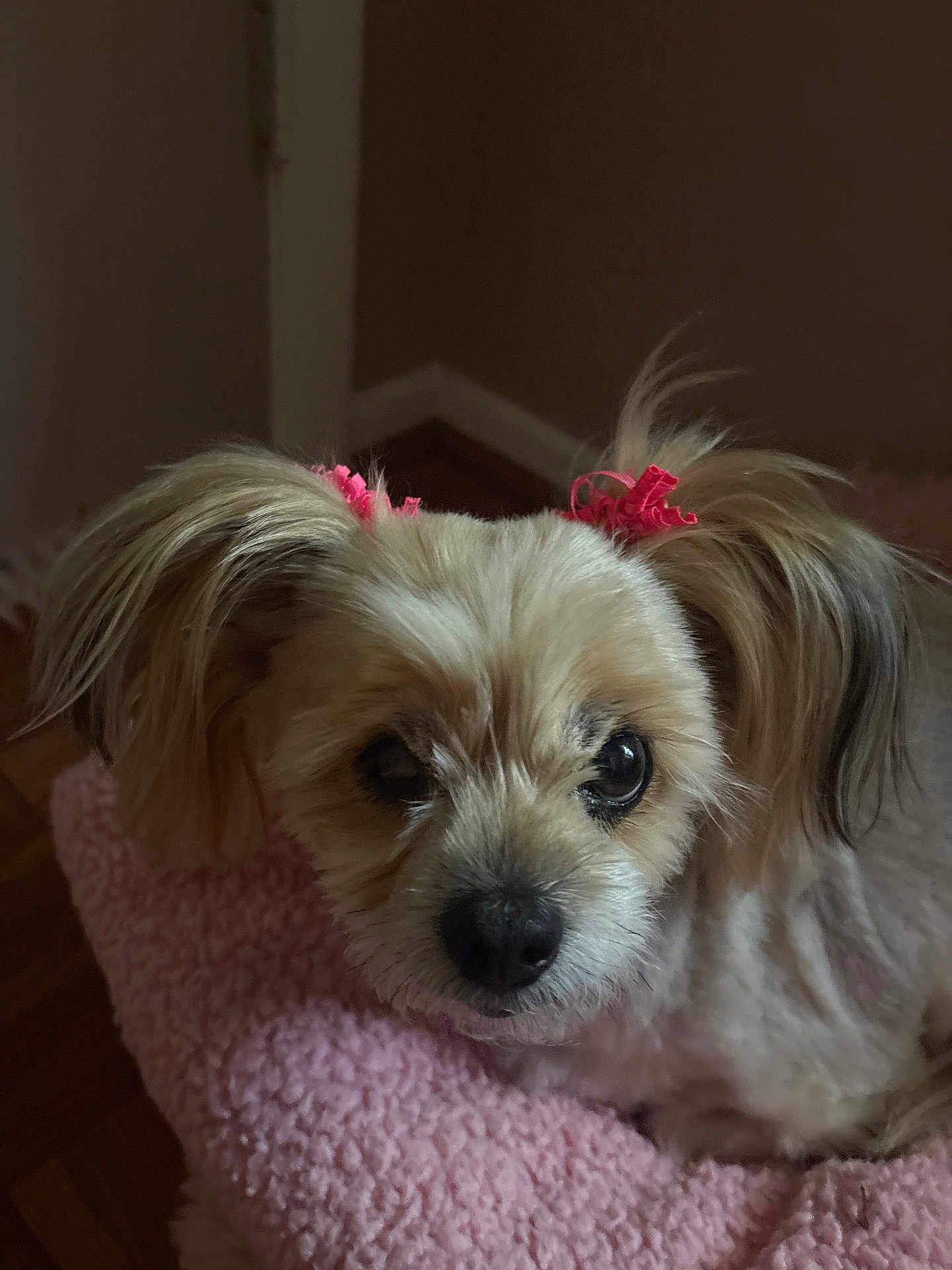 Molly is registered to the contest to win money with this photo: dog, small_dog, fluffy_fur, pink_hair_ties, pet, indoor, blanket, cozy, cute, animal, fur, face, looking, resting, soft_lighting, close_up, floor, home, companion, adorable