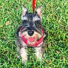 Julez joined the competition — help win amazing prizes! animal, collar, cute, dog, ears_up, fur, grass, greenery, happy, leash, looking_up, nature, outdoor, pet, playful, puppy, schnauzer, small_dog, summer, tongue_out