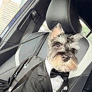 Julez is registered to the contest to win money with this photo: dog, schnauzer, tuxedo, bow_tie, car_interior, car_seat, seatbelt, pet_clothing, black_jacket, white_shirt, leather_seat, window, daylight, animal, pet, fur, ears, portrait, sitting, cute