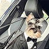 dog, schnauzer, tuxedo, bow_tie, car_interior, car_seat, seatbelt, pet_clothing, black_jacket, white_shirt, leather_seat, window, daylight, animal, pet, fur, ears, portrait, sitting, cute