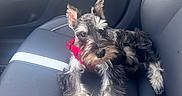 Julez joined the competition — help win amazing prizes! animal, black_and_white, canine, car_interior, car_seat, companion, cute, dog, furry, indoors, leather_seat, pet, pet_accessory, puppy, red_harness, relaxed, schnauzer, small_dog, vehicle, window_light