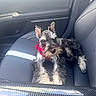 animal, black_and_white, canine, car_interior, car_seat, companion, cute, dog, furry, indoors, leather_seat, pet, pet_accessory, puppy, red_harness, relaxed, schnauzer, small_dog, vehicle, window_light