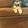 animal, brown_couch, canine, companion, couch, cute, dog, ears, fluffy, fur, furniture, home, indoor, living_room, pet, pillow, relaxed, resting, schnauzer, snout