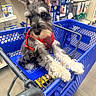 aisle, animal, blue_cart, curious, cute, dog, domestic_animal, fluffy_paws, fur, indoor, mammal, pet, pet_store, pet_supplies, red_harness, retail, shopping_cart, small_dog, store, young_dog