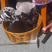 Vanta joined the competition — help win amazing prizes! black_kitten, basket, plush_toy, quilt, carpet, indoor, pet, fencing_foil, wooden_leg, stuffed_animal, furniture, soft_toy, cat, animal, cute, relaxing, cozy, domestic, home, playful