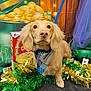 animal, background, bandana, black_surface, brown_dog, cereal_box, colorful, cute, decorations, dog, festive, floppy_ears, gold_coins, gold_tinsel, green_tinsel, indoor, leash, pet, portrait, tinsel