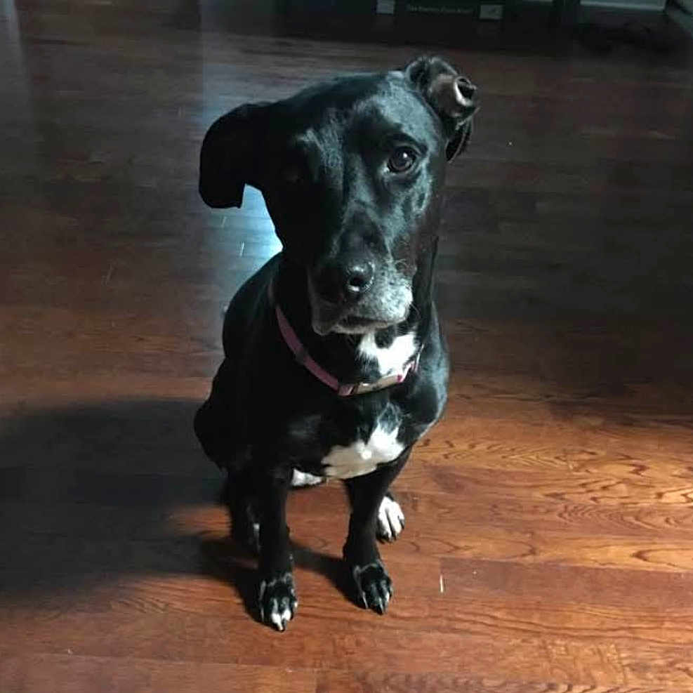 Ren joined the competition — help win amazing prizes! animal, ball, boxer, bulldog, canine, dog, football, greatdane, hardwood, hound, indoors, interiordesign, labradorretriever, pet, puppy, snout, soccer, soccerball, sport, wood