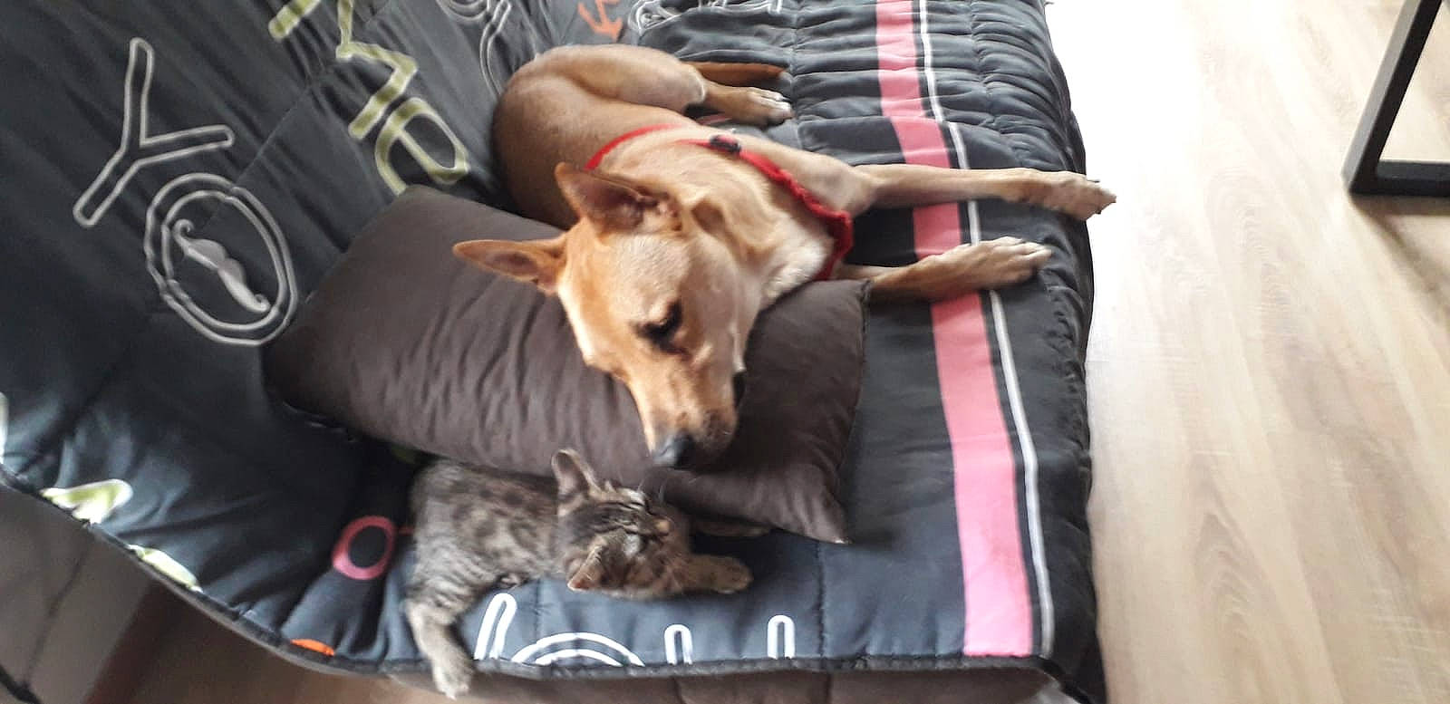 Oxo participe au concours pour gagner de l'argent avec cette photo : bed, canidae, carnivore, cat, comfort, companion_dog, couch, dog, dog_breed, dog_supply, fawn, felidae, fur, linens, nap, room, small_to_medium_sized_cats, sporting_group, toy_dog, working_animal