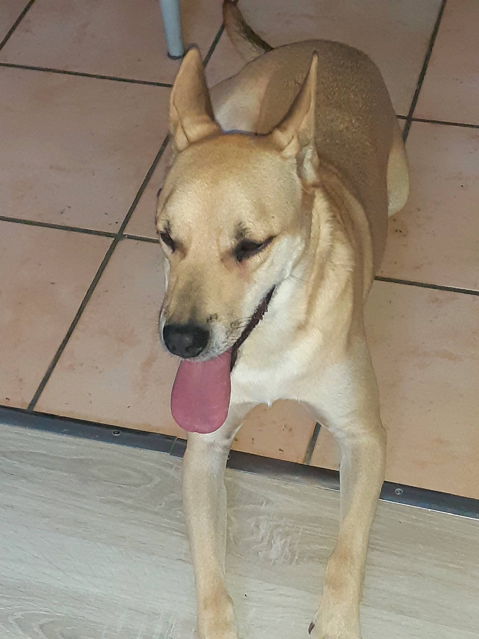 Oxo participe au concours pour gagner de l'argent avec cette photo : canidae, carnivore, collar, companion_dog, dog, dog_breed, dog_collar, fawn, floor, flooring, hardwood, human_leg, paw, pet_supply, sporting_group, street_dog, tail, tile_flooring, wood, working_animal