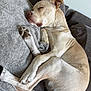 Vito is registered to the contest to win money with this photo: animal, blanket, canine, comfortable, couch, cozy, dog, ears, fur, home, indoor, light_fur, napping, paw, pet, relaxed, resting, sleeping, snout, tail