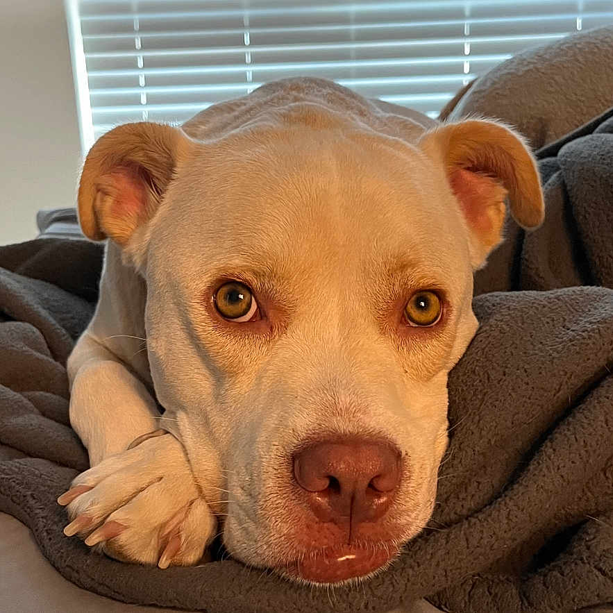 Vito joined the competition — help win amazing prizes! animal, bed, blanket, canine, closeup, companion, cozy, dog, expression, face, fur, indoor, light_brown, paw, pet, relaxed, resting, sleepy, soft_light, window_blinds