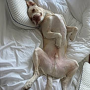 Vito joined the competition — help win amazing prizes! animal, bed, canine, comfort, cozy, cute, dog, domestic, funny_pose, fur, indoor, light, lying_down, pet, pillow, relaxed, resting, sleepy, white_bedding, window_blinds