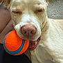 Vito is registered to the contest to win money with this photo: ball, blue_stripe, canine, carpet, chewing, closeup, dog, ears, fur, happy, human_leg, indoor, lying_down, mouth, nose, orange_ball, pet, playing, relaxed, toy