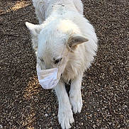 Mao a rejoint le concours — aidez-le/la à gagner de superbes lots ! dog, white_dog, mask, face_mask, lying_down, outdoor, gravel, animal, pet, canine, fur, ears, paws, quiet, calm, daylight, nature, close_up, resting, alone