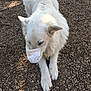 dog, white_dog, mask, face_mask, lying_down, outdoor, gravel, animal, pet, canine, fur, ears, paws, quiet, calm, daylight, nature, close_up, resting, alone