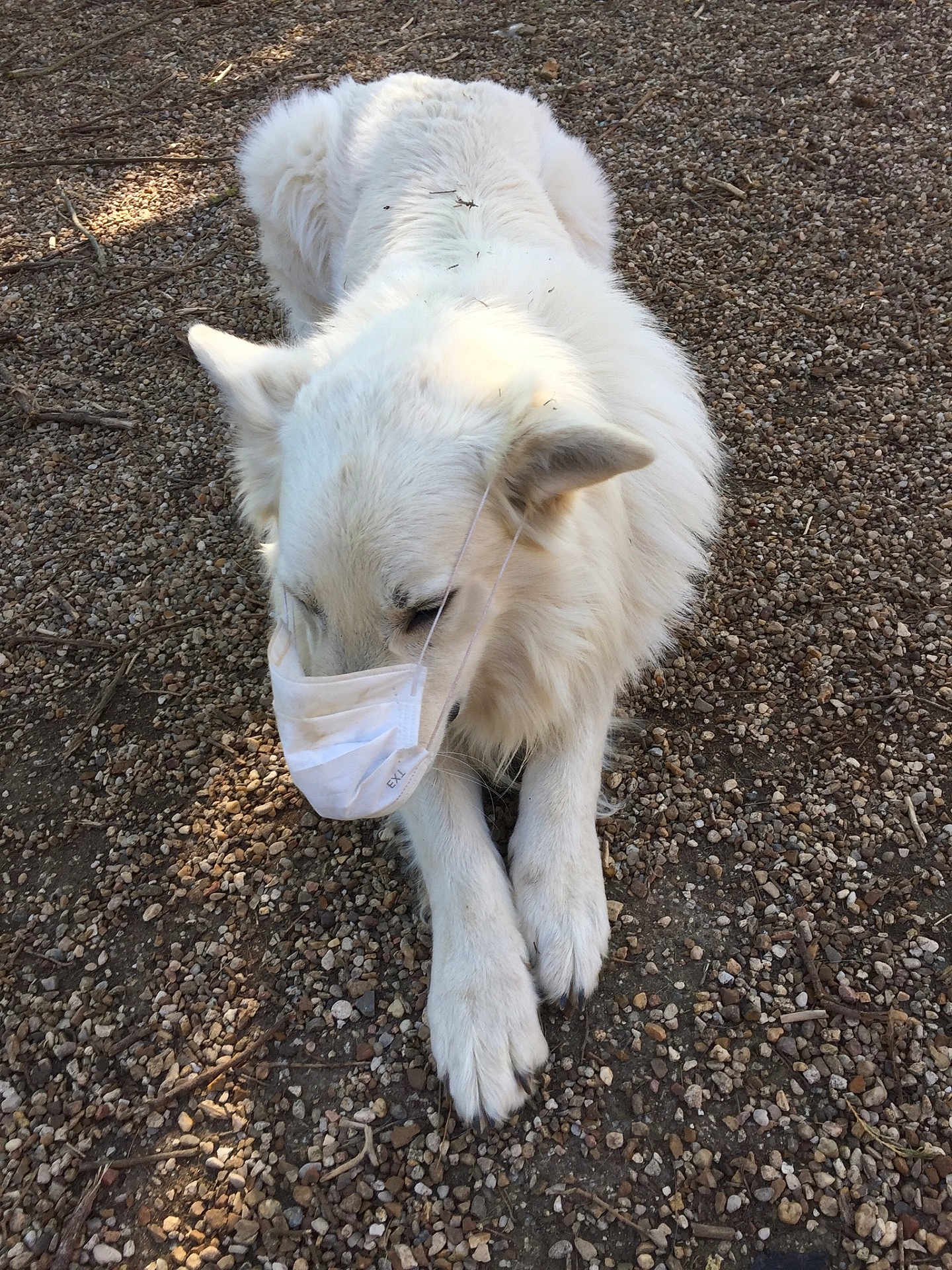 Mao a rejoint le concours — aidez-le/la à gagner de superbes lots ! dog, white_dog, mask, face_mask, lying_down, outdoor, gravel, animal, pet, canine, fur, ears, paws, quiet, calm, daylight, nature, close_up, resting, alone