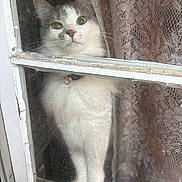 Phoebe Sue joined the competition — help win amazing prizes! cat, window, curtain, lace, indoor, pet, white_fur, gray_fur, pink_nose, whiskers, ears, glass, reflection, chipped_paint, close_up, domestic_animal, looking_out, feline, curious, standing