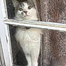 cat, window, curtain, lace, indoor, pet, white_fur, gray_fur, pink_nose, whiskers, ears, glass, reflection, chipped_paint, close_up, domestic_animal, looking_out, feline, curious, standing