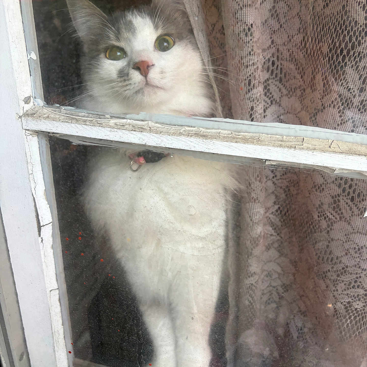Phoebe Sue joined the competition — help win amazing prizes! cat, window, curtain, lace, indoor, pet, white_fur, gray_fur, pink_nose, whiskers, ears, glass, reflection, chipped_paint, close_up, domestic_animal, looking_out, feline, curious, standing