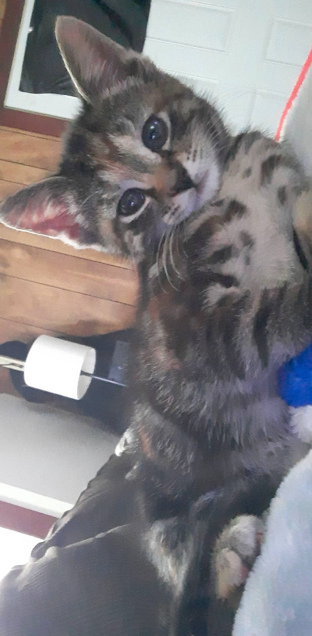 Gem is registered to the contest to win money with this photo: automotive_tire, box, carnivore, cat, claw, domestic_short_haired_cat, felidae, fur, paw, small_to_medium_sized_cats, snout, tail, terrestrial_animal, whiskers