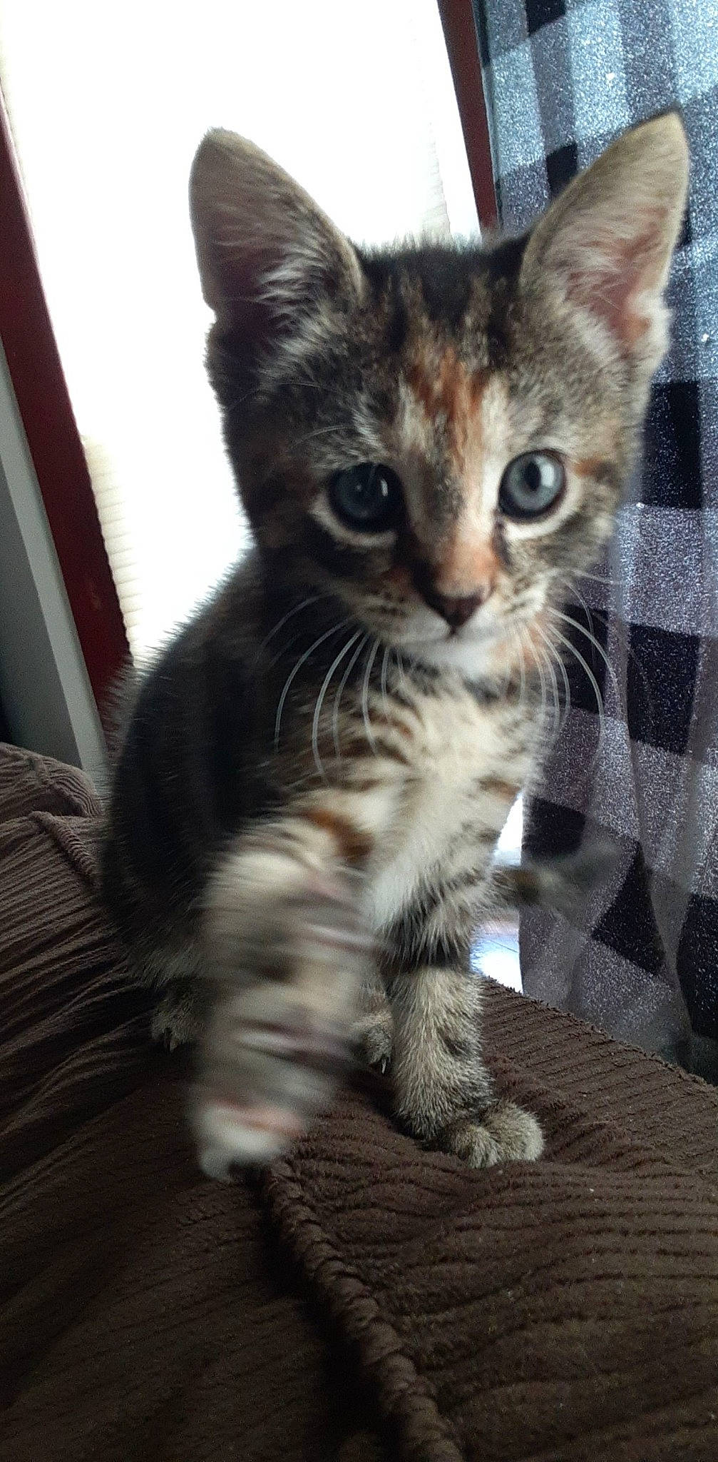 Gem is registered to the contest to win money with this photo: carnivore, cat, claw, domestic_short_haired_cat, felidae, foot, fur, paw, plant, small_to_medium_sized_cats, snout, tail, terrestrial_animal, whiskers