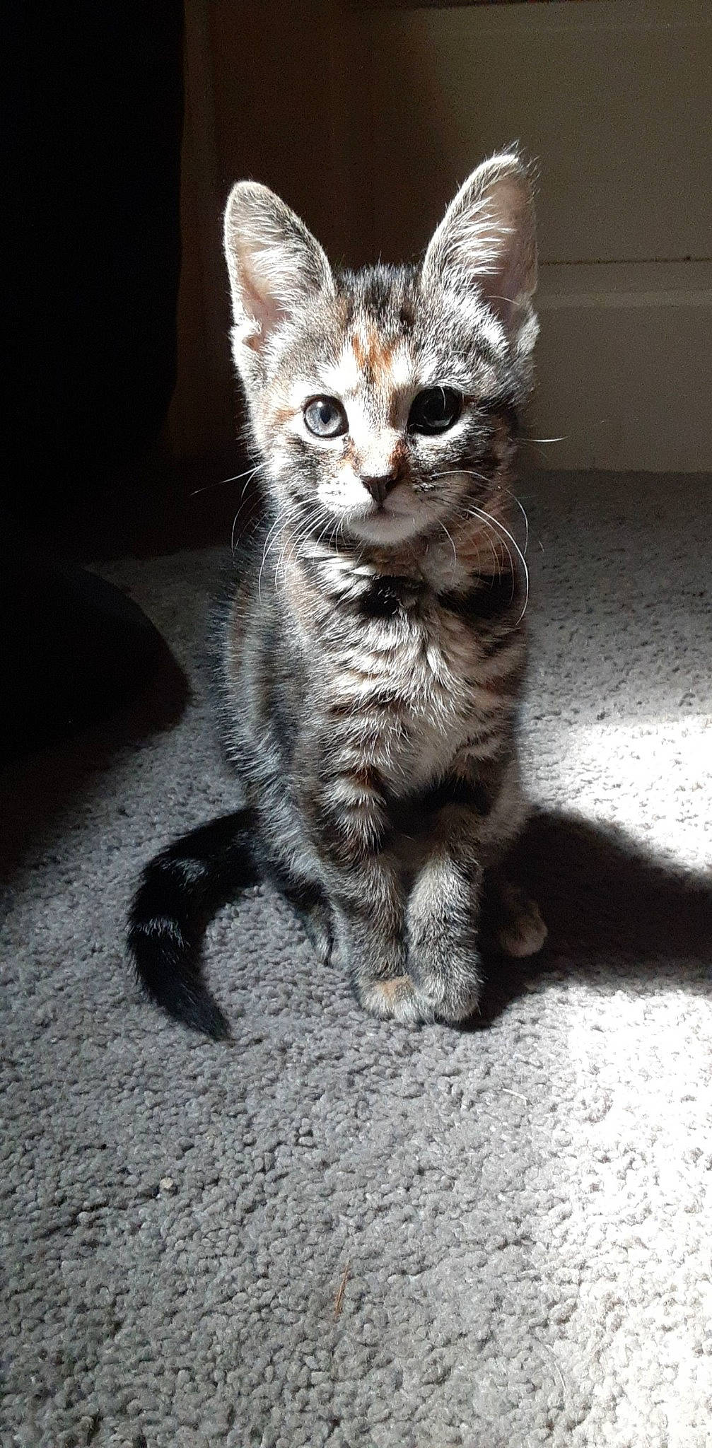 Gem is registered to the contest to win money with this photo: carnivore, cat, cat_toy, claw, domestic_short_haired_cat, felidae, fur, grey, paw, road_surface, sitting, small_to_medium_sized_cats, tail, terrestrial_animal, whiskers, wildlife