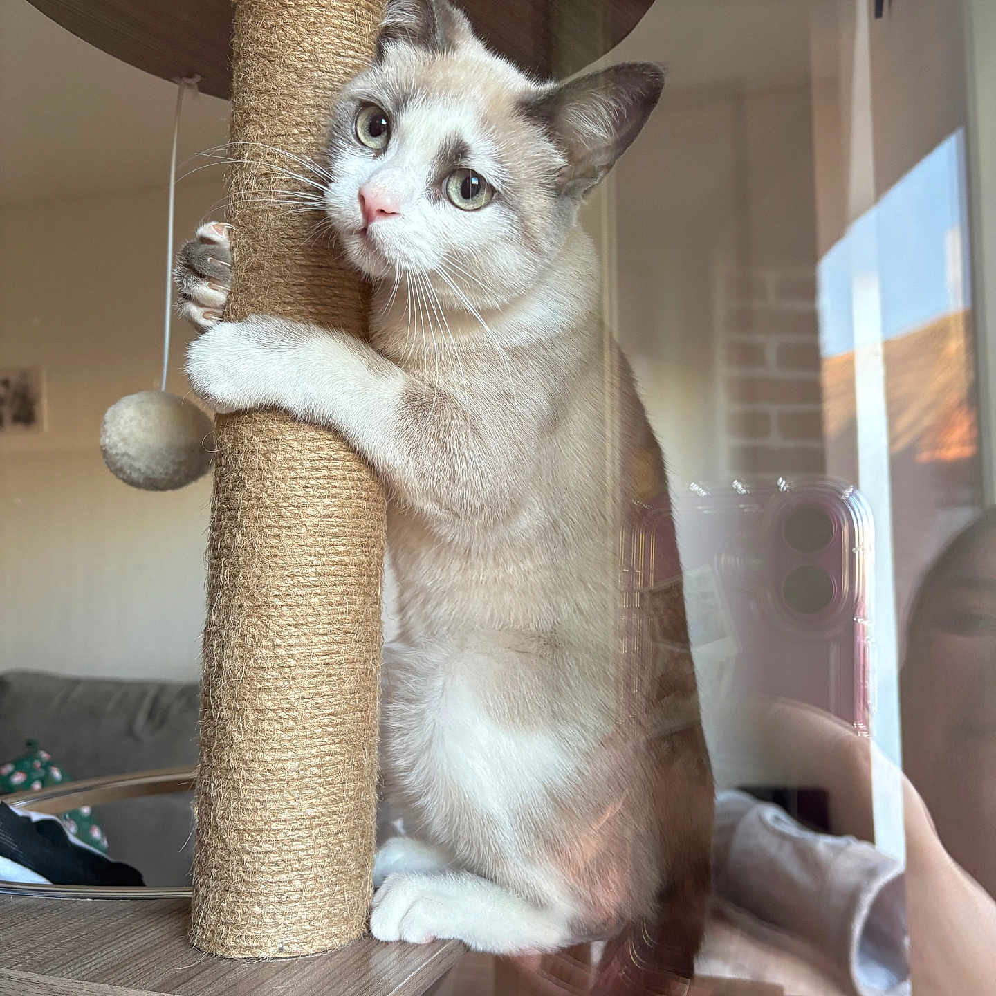 Nala a rejoint le concours — aidez-le/la à gagner de superbes lots ! cat, claws, couch, cozy, curious, ears, eye_contact, feline, fur, home, indoor, living_room, paws, pet, phone, playful, reflection, scratching_post, whiskers, window