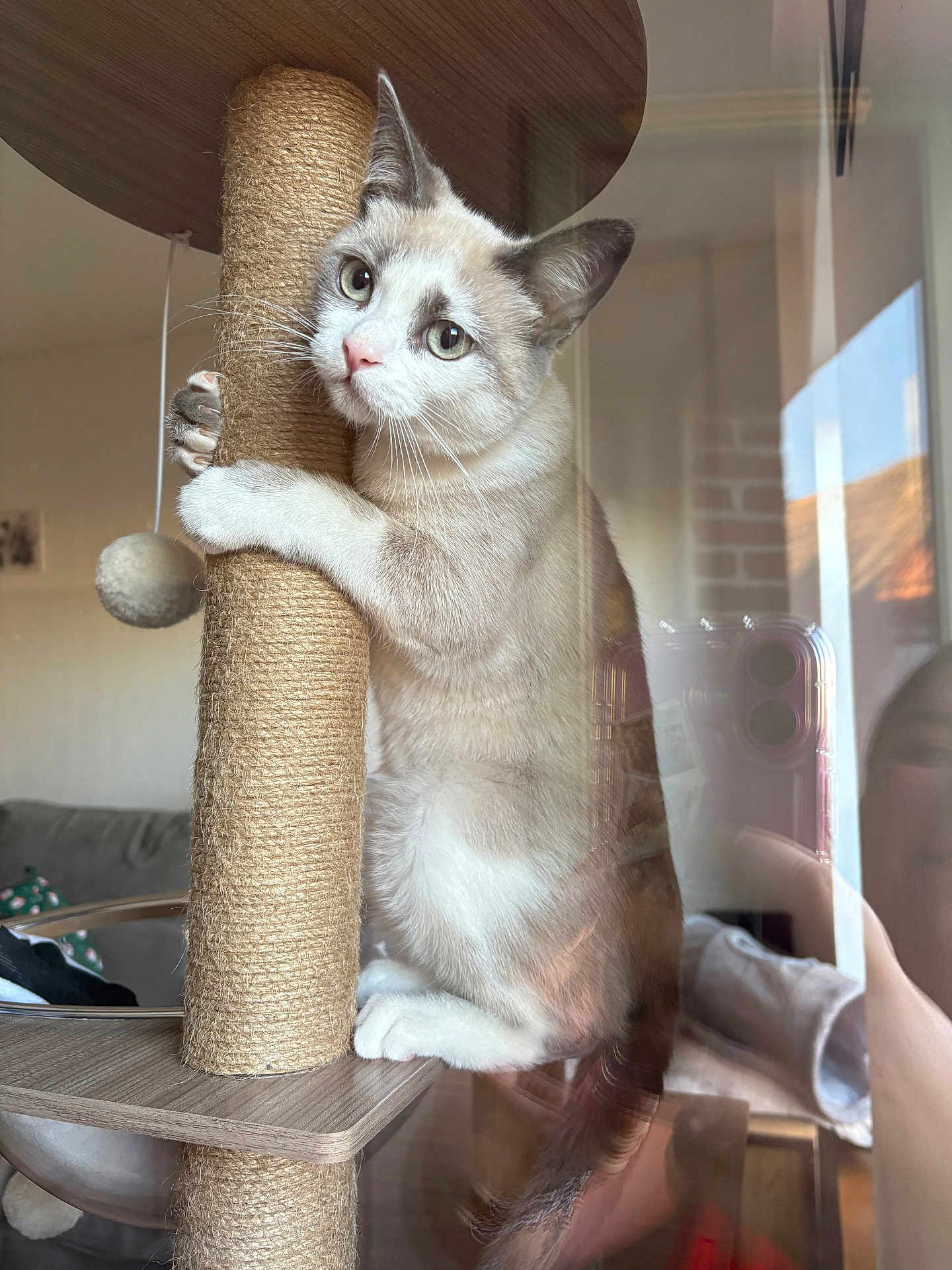 Nala a rejoint le concours — aidez-le/la à gagner de superbes lots ! cat, scratching_post, indoor, pet, feline, curious, cozy, living_room, reflection, phone, window, couch, whiskers, fur, claws, paws, ears, eye_contact, playful, home