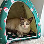 Nala a rejoint le concours — aidez-le/la à gagner de superbes lots ! cat, pet, animal, indoor, tent, green, santa_claus, holiday, christmas, cute, feline, resting, cozy, fur, whiskers, paws, looking, eye_contact, fabric, home