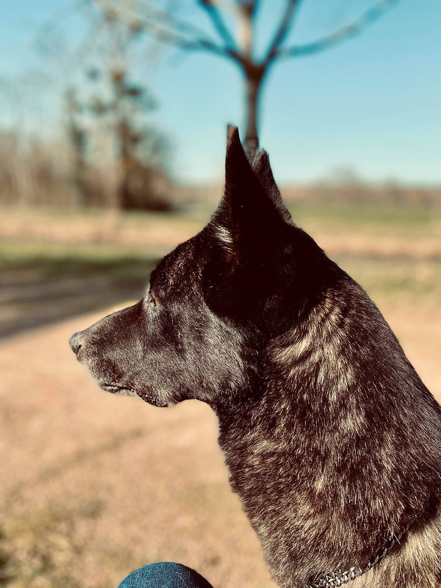 Julia participe au concours pour gagner de l'argent avec cette photo : art, canidae, carnivore, cloud, dog, dog_breed, fawn, fur, grass, landscape, plant, sky, snout, soil, sporting_group, terrestrial_animal, tints_and_shades, twig, whiskers, working_animal