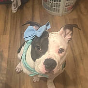 Dolly is registered to the contest to win money with this photo: dog, bow, blue_bow, scarf, wooden_floor, laundry_basket, indoor, pet, white_and_black_dog, looking_up, ears_up, cute, animal, domestic_animal, floor, household, canine, sitting, portrait, adorable