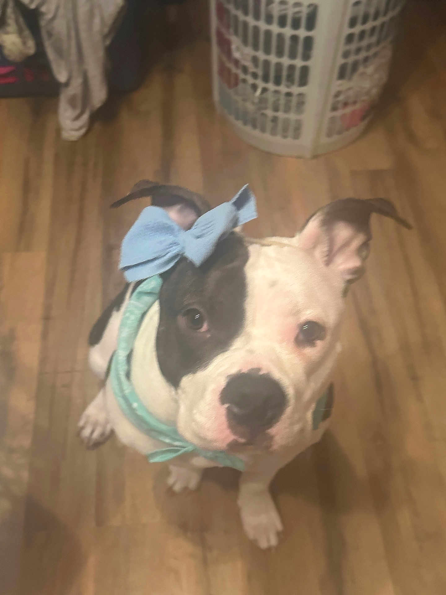 Dolly is registered to the contest to win money with this photo: dog, bow, blue_bow, scarf, wooden_floor, laundry_basket, indoor, pet, white_and_black_dog, looking_up, ears_up, cute, animal, domestic_animal, floor, household, canine, sitting, portrait, adorable