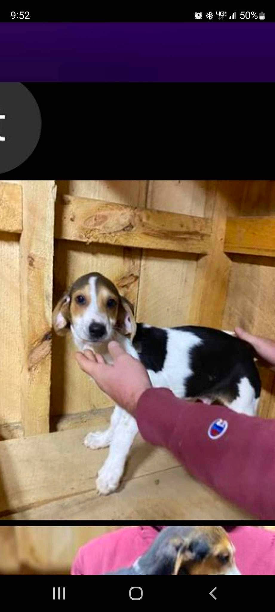 Odes is registered to the contest to win money with this photo: canidae, carnivore, chair, companion_dog, dog, dog_breed, fawn, floor, flooring, fur, hardwood, hound, paw, scent_hound, snout, sporting_group, tail, wood, working_animal, working_dog