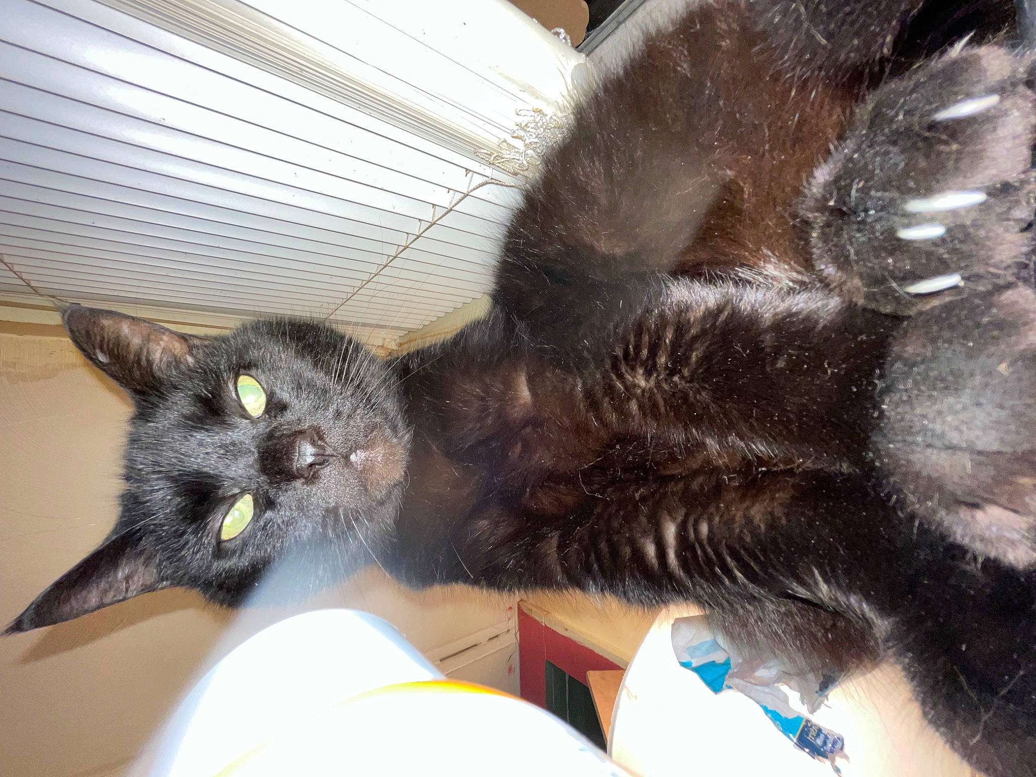 Fat Cat is registered to the contest to win money with this photo: black_cat, carnivore, cat, claw, comfort, dog_breed, domestic_short_haired_cat, ear, felidae, fur, gesture, liver, mammal, paw, small_to_medium_sized_cats, snout, tail, whiskers