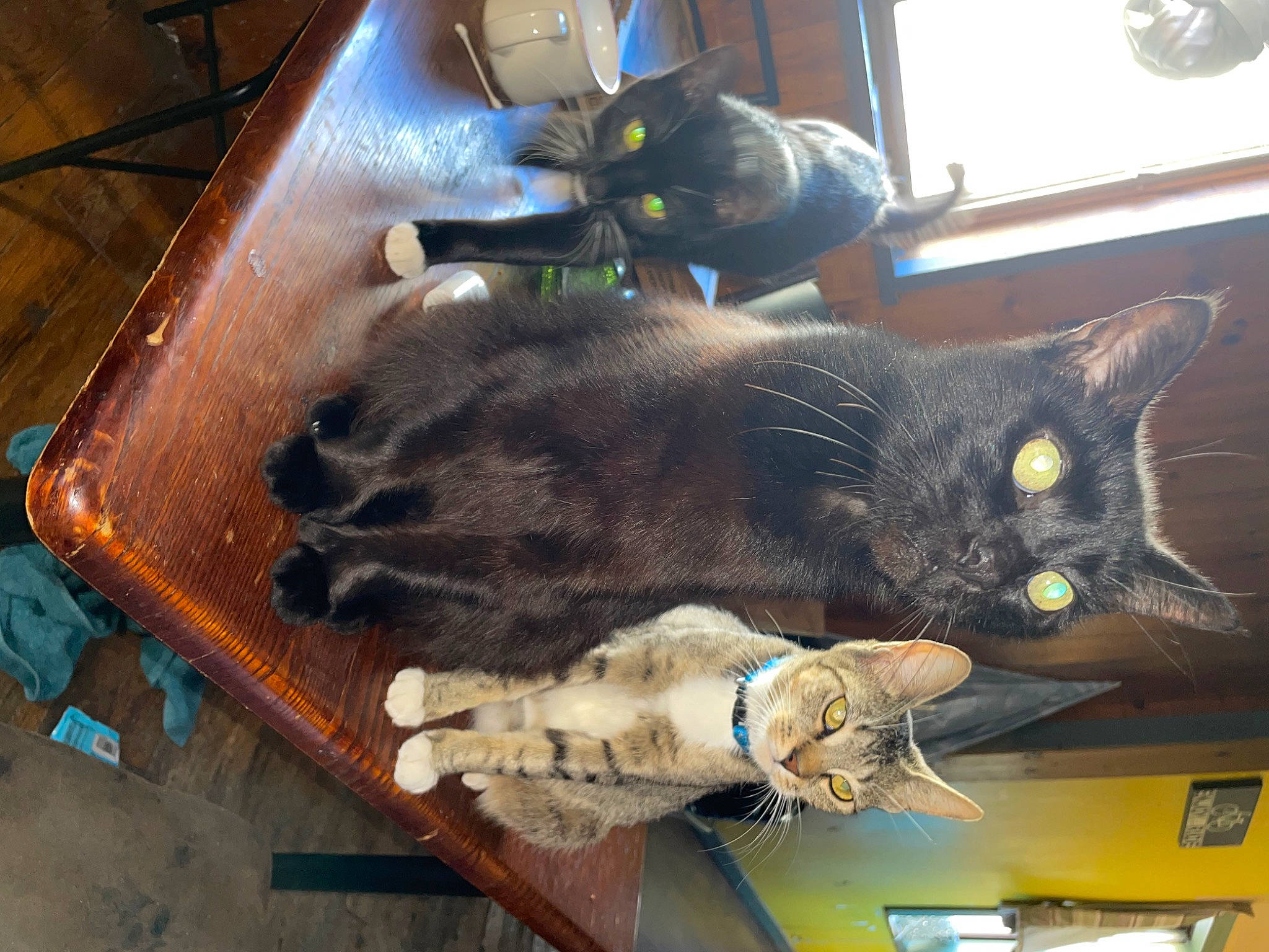 Fat Cat is registered to the contest to win money with this photo: black_cat, carnivore, cat, claw, domestic_short_haired_cat, felidae, flooring, fur, room, small_to_medium_sized_cats, snout, tail, whiskers, window, wood