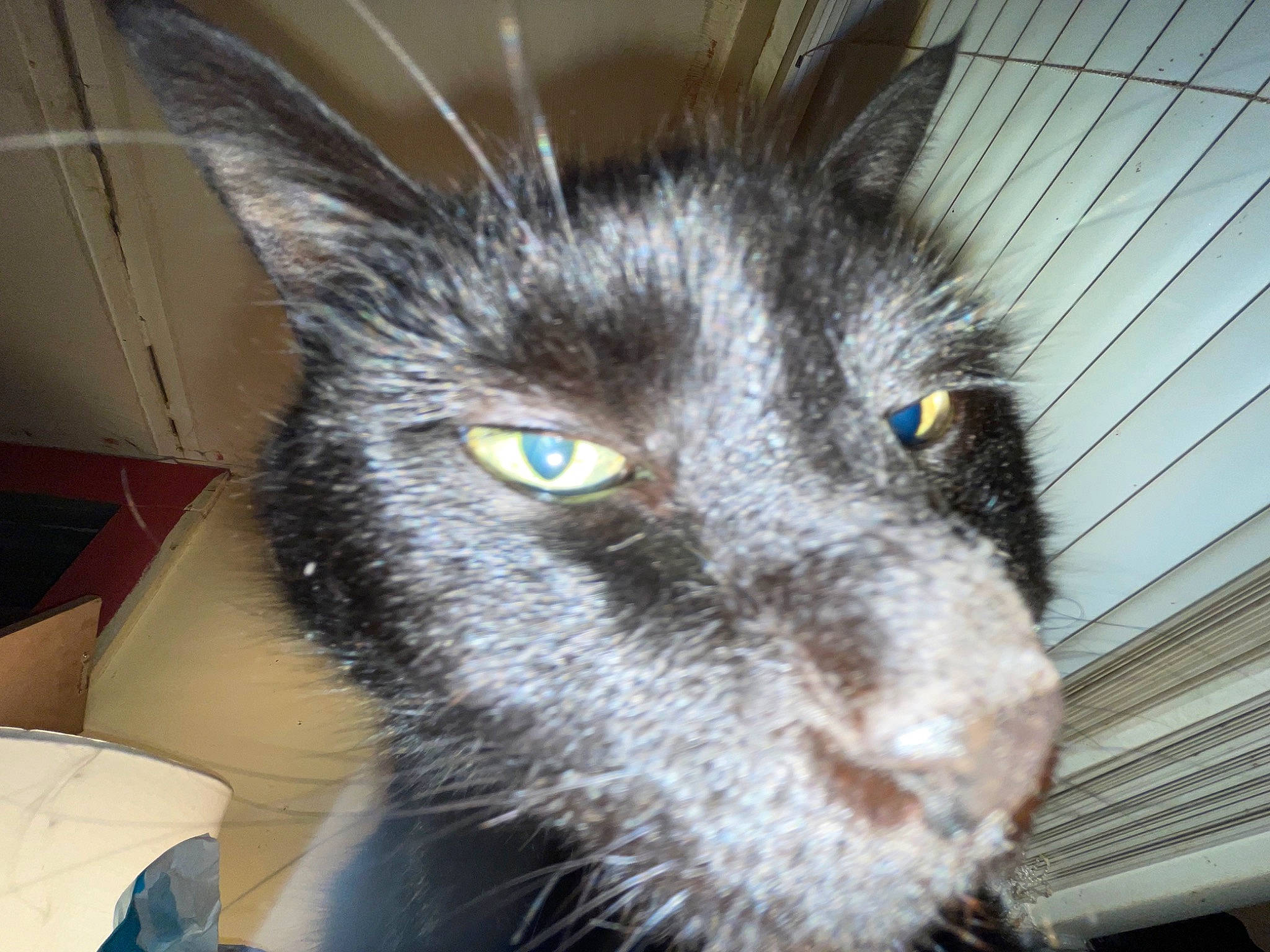 Fat Cat is registered to the contest to win money with this photo: black_cat, box, carnivore, cat, comfort, domestic_short_haired_cat, ear, electric_blue, eye, felidae, fur, small_to_medium_sized_cats, snout, terrestrial_animal, whiskers