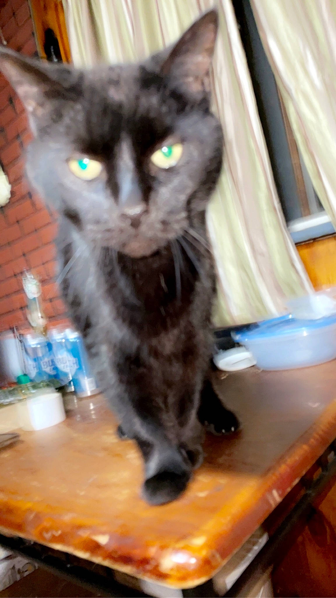 Fat Cat joined the competition — help win amazing prizes! black_cat, carnivore, cat, cat_supply, claw, domestic_short_haired_cat, felidae, fur, paw, small_to_medium_sized_cats, snout, table, tail, terrestrial_animal, whiskers, wood