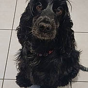 Mia participe au concours pour gagner de l'argent avec cette photo : dog, black_dog, fluffy, curly_fur, long_hair, brown_eyes, pet, animal, sitting, indoors, tiled_floor, portrait, close_up, looking_at_camera, collar, paws, tail, cute, canine, home