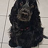 dog, black_dog, fluffy, curly_fur, long_hair, brown_eyes, pet, animal, sitting, indoors, tiled_floor, portrait, close_up, looking_at_camera, collar, paws, tail, cute, canine, home