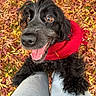 Mia participe au concours pour gagner de l'argent avec cette photo : dog, black_dog, red_coat, autumn, leaves, outdoor, happy, playful, tongue, open_mouth, golden_eyes, long_hair, fluffy, close_up, portrait, pet, animal, person, jeans, nature