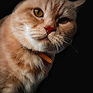 Simba participe au concours pour gagner de l'argent avec cette photo : abyssinian, angora, animal, bodypart, cat, hardwood, head, kitten, manx, mouth, person, pet, siamese, snout, tongue, wood