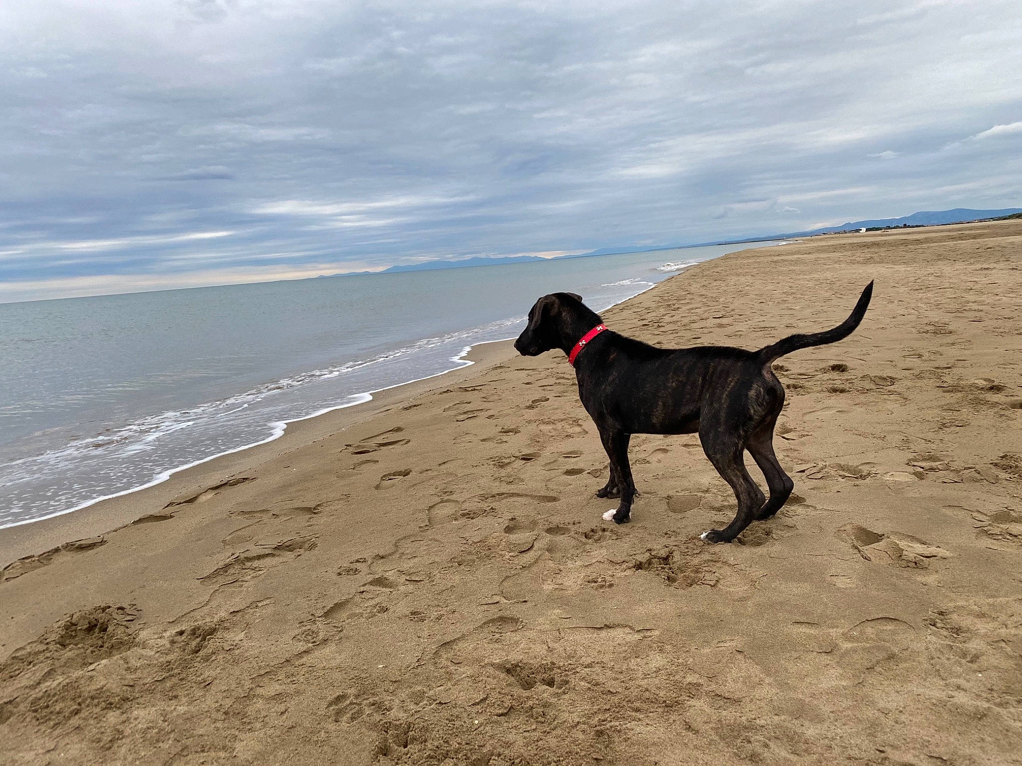 Tyco a rejoint le concours — aidez-le/la à gagner de superbes lots ! beach, carnivore, cloud, collar, dog, dog_breed, dog_collar, fawn, guard_dog, landscape, leash, ocean, sand, sky, sporting_group, tail, water, wind_wave, working_animal, working_dog