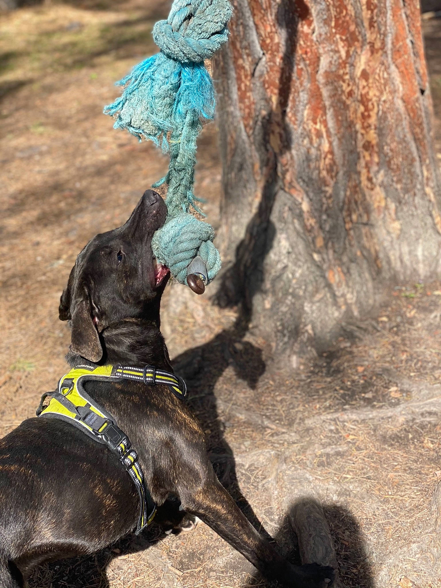 Tyco participe au concours pour gagner de l'argent avec cette photo : canidae, carnivore, collar, dog, dog_breed, dog_collar, dog_supply, fawn, fur, guard_dog, horn, leash, pack_animal, pet_supply, snout, sporting_group, tail, terrestrial_animal, trunk, working_animal