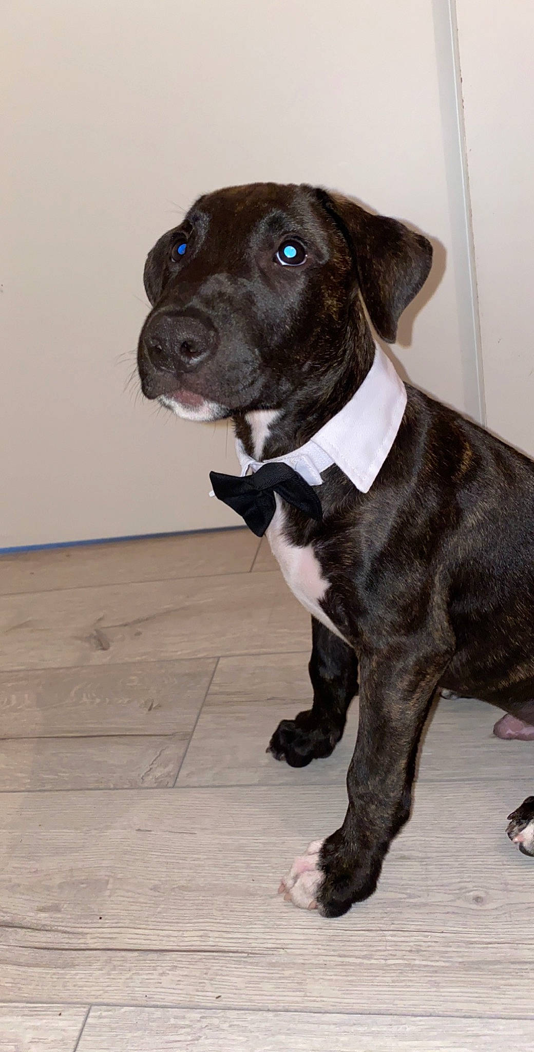 Tyco participe au concours pour gagner de l'argent avec cette photo : borador, boston_terrier, canidae, carnivore, collar, companion_dog, dog, dog_breed, dog_collar, fawn, fur, leash, snout, sporting_group, tail, terrestrial_animal, whiskers, wood, working_animal, working_dog