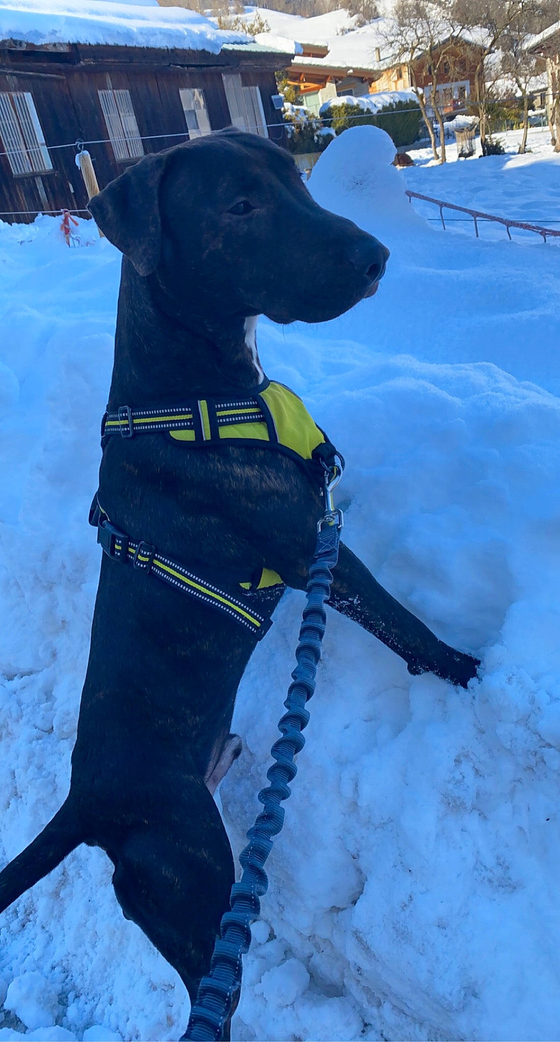 Tyco participe au concours pour gagner de l'argent avec cette photo : active_pants, carnivore, collar, companion_dog, dog, dog_breed, dog_collar, dog_supply, freezing, gun_dog, leash, personal_protective_equipment, pet_supply, recreation, retriever, snout, snow, sporting_group, winter, working_animal
