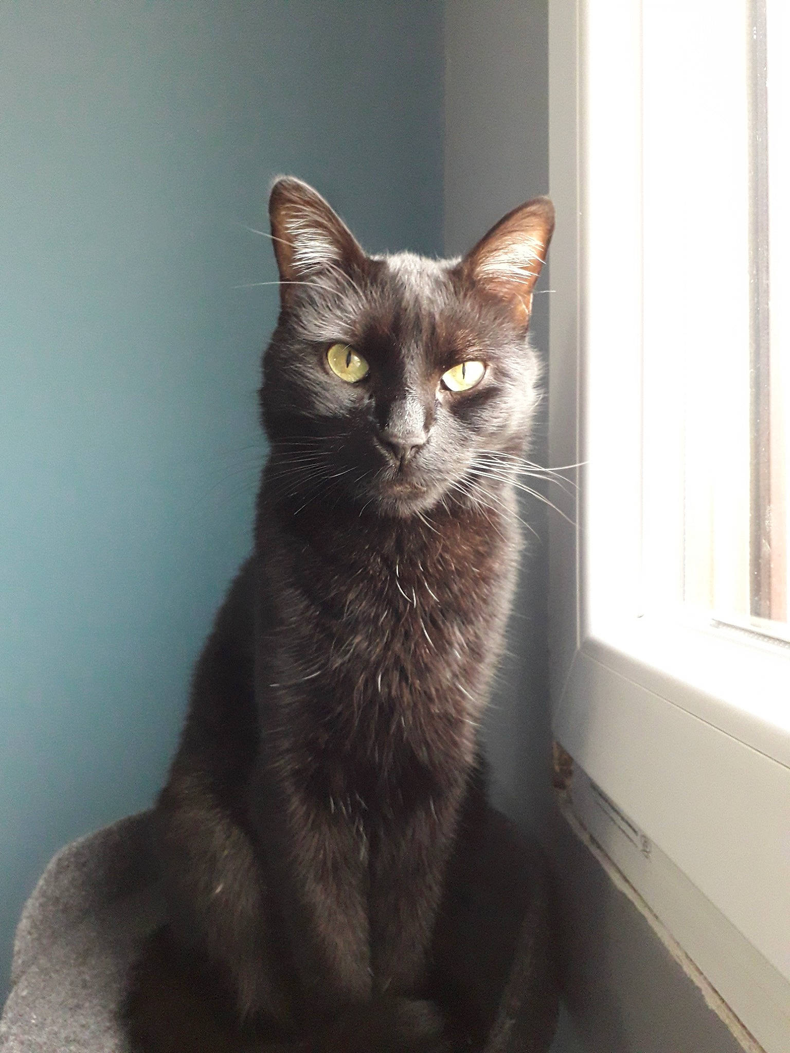 Bucky participe au concours pour gagner de l'argent avec cette photo : asian, black_cat, bombay, burmese, carnivore, cat, domestic_short_haired_cat, european_shorthair, felidae, german_rex, havana_brown, javanese, kitten, korat, mammal, nebelung, ojos_azules, small_to_medium_sized_cats, vertebrate, whiskers