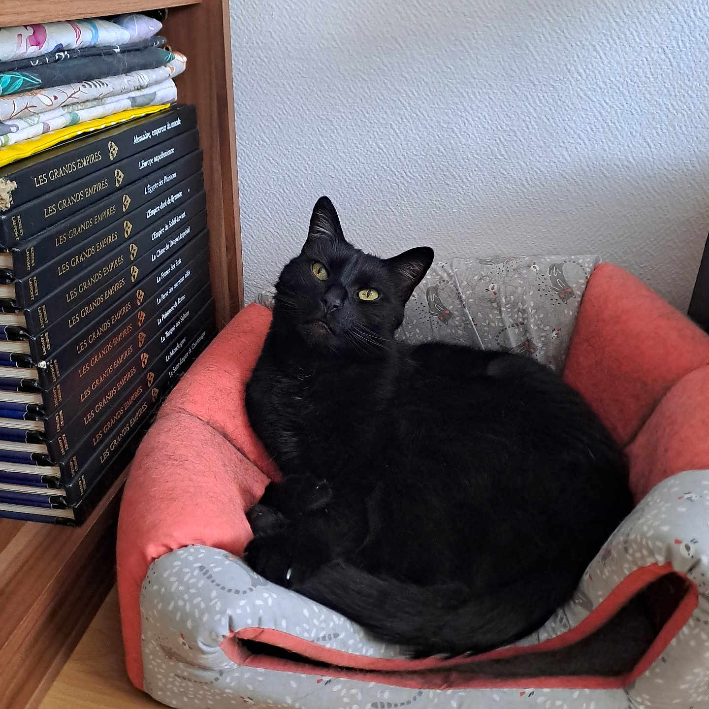 Bucky a rejoint le concours — aidez-le/la à gagner de superbes lots ! animal, architecture, armchair, blackcat, bookcase, building, cat, chair, couch, furniture, hardwood, indoors, interiordesign, livingroom, manx, pet, plywood, room, shelf, wood