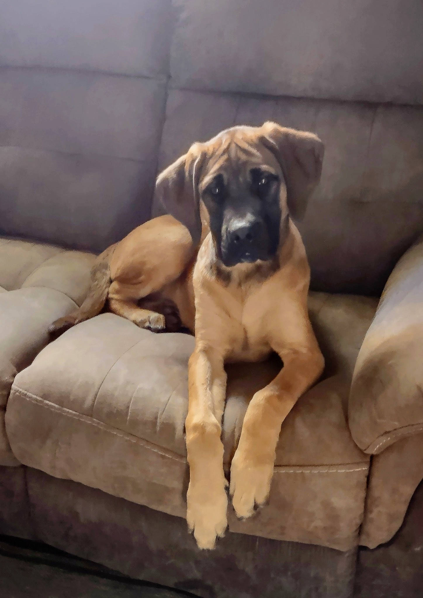 Dexter joined the competition — help win amazing prizes! bored, canidae, carnivore, comfort, companion_dog, couch, dog, dog_breed, dog_supply, fawn, furniture, guard_dog, hardwood, snout, sporting_group, tail, terrestrial_animal, wood, working_animal, working_dog