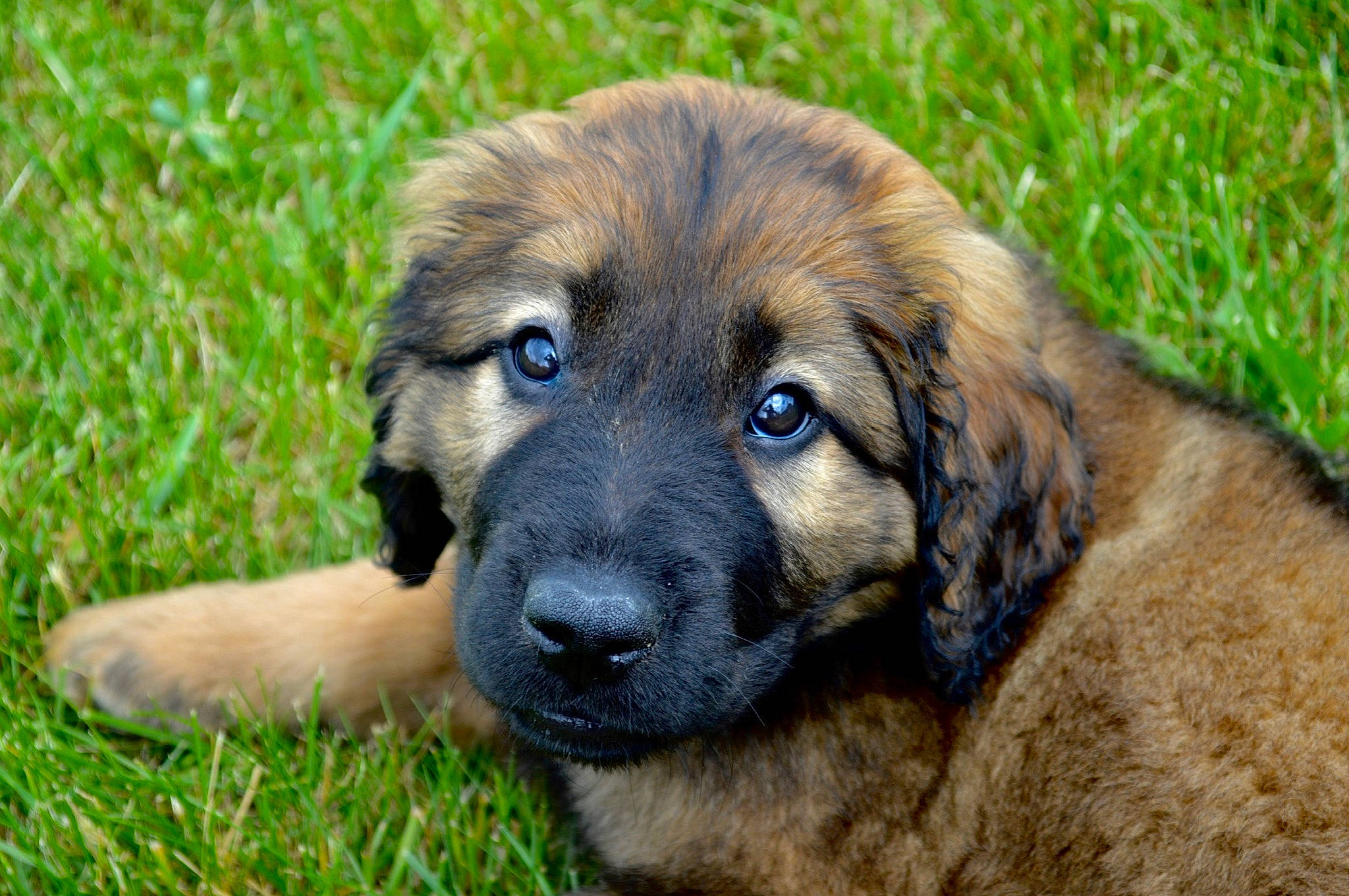 Paisley is registered to the contest to win money with this photo: anatolian_shepherd_dog, canidae, carnivore, caucasian_shepherd_dog, companion_dog, dog, dog_breed, estrela_mountain_dog, fawn, giant_dog_breed, leonberger, livestock_guardian_dog, mammal, puppy, rafeiro_do_alentejo, sarplaninac, snout, sporting_group, vertebrate