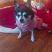 Bella joined the competition — help win amazing prizes! dog, small_dog, chihuahua, pink_sweater, pearl_necklace, christmas_tree, christmas_lights, ornaments, holiday_decor, wooden_floor, indoor, pet, cute, festive, holiday, decorations, holiday_season, animal, christmas, winter
